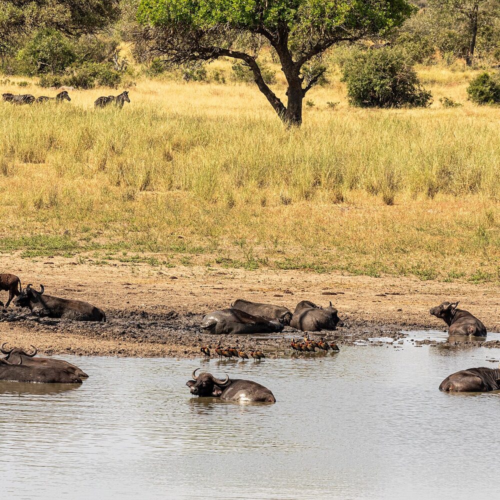 Singita Ebony Lodge