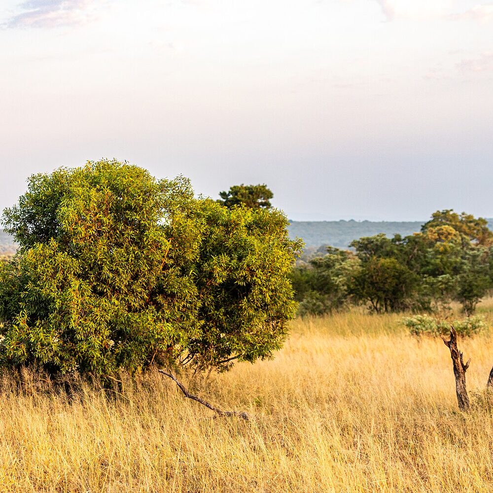 Singita Ebony Lodge