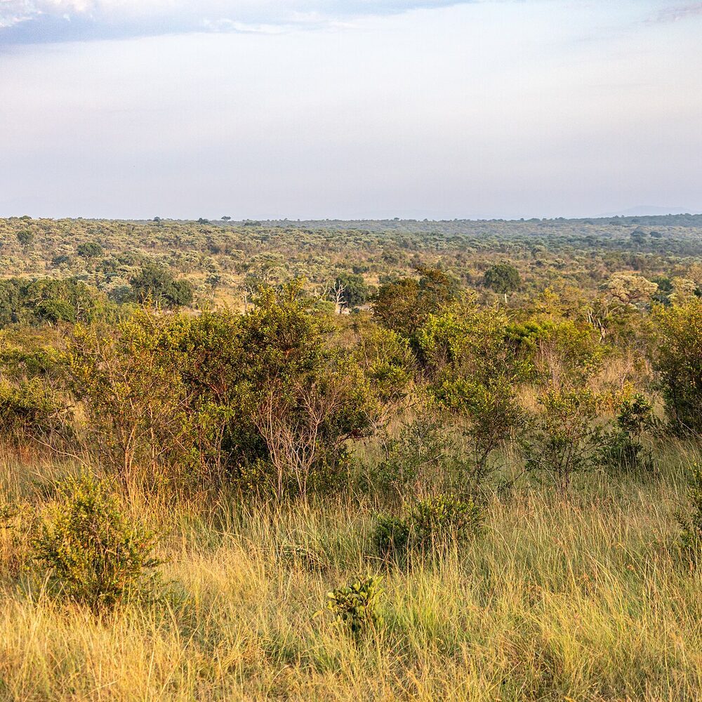 Singita Ebony Lodge