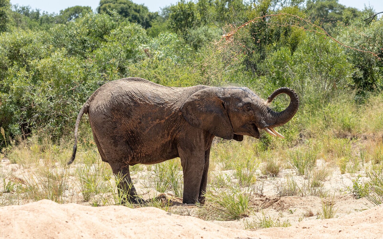 Singita Ebony Lodge